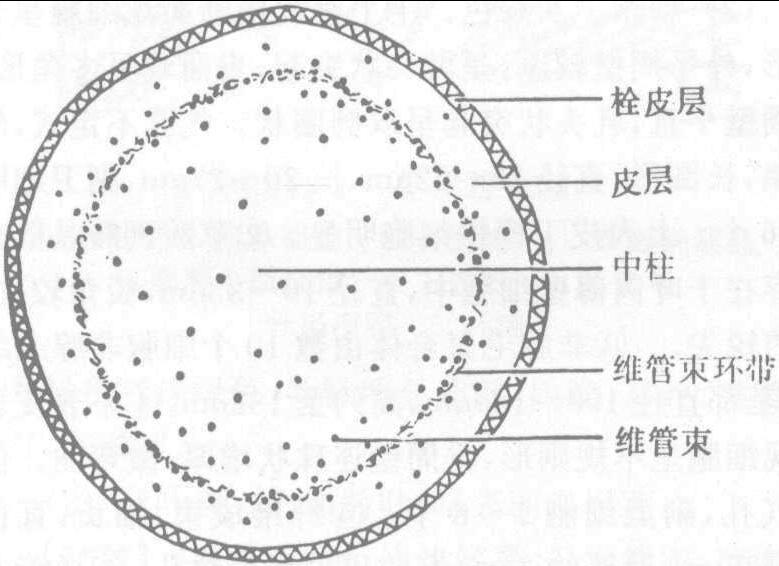 540. 莪术